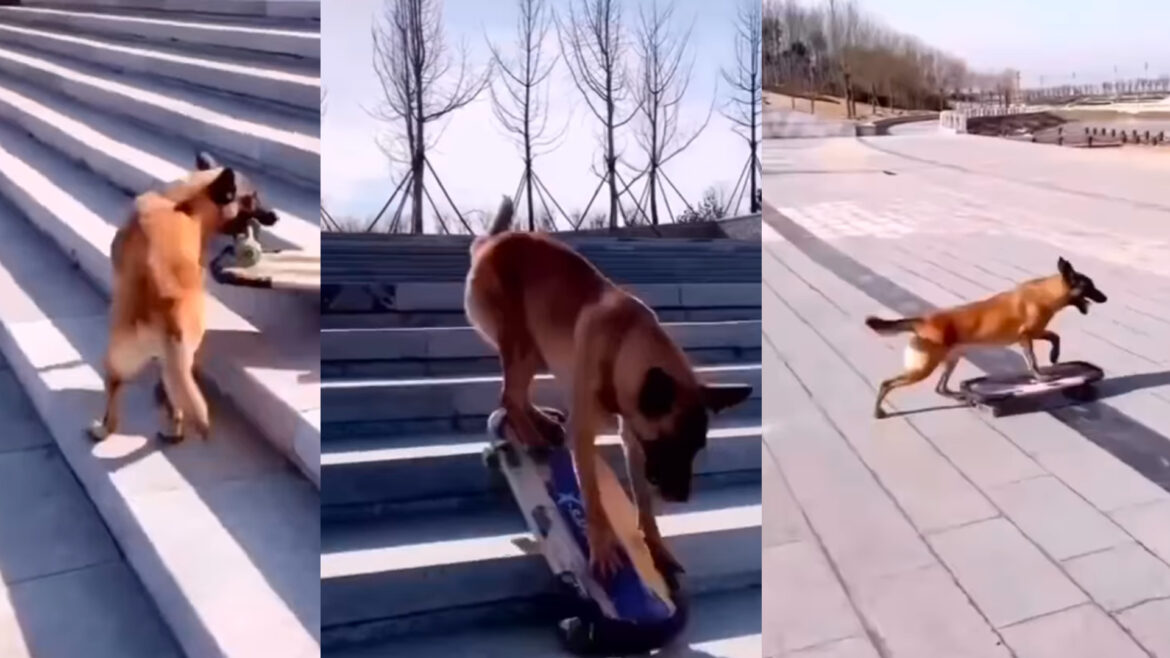 Tierno perrito se divierte montando en patineta.