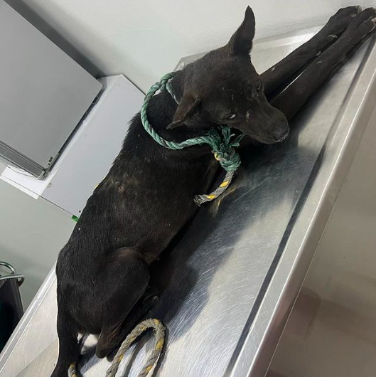 Rescatan a perrito que era maltratado en Cartagena, Colombia.