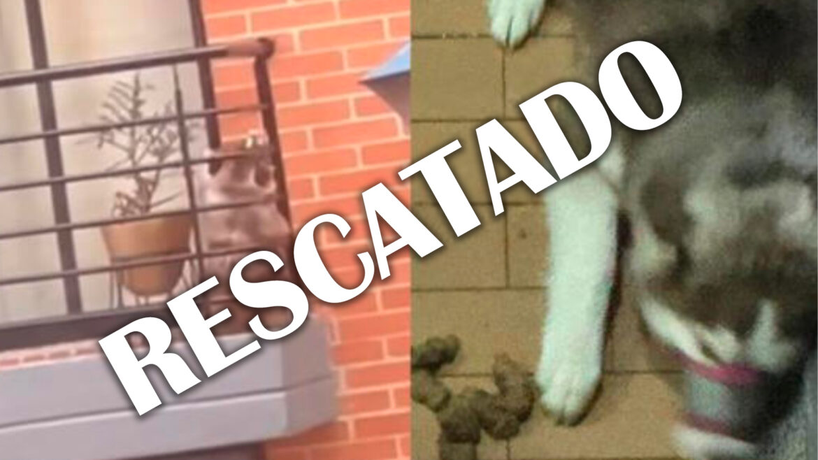 Rescatan a perrito de un balcón en Bogotá.