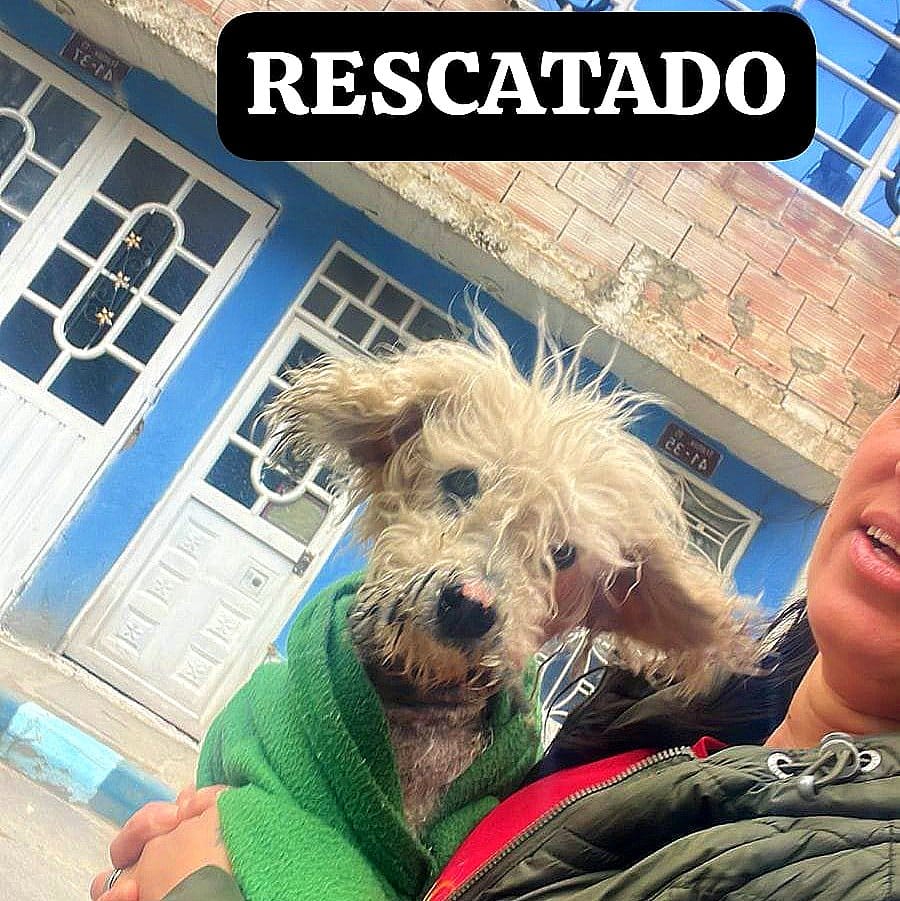 Buenas noticias perrito rescatado